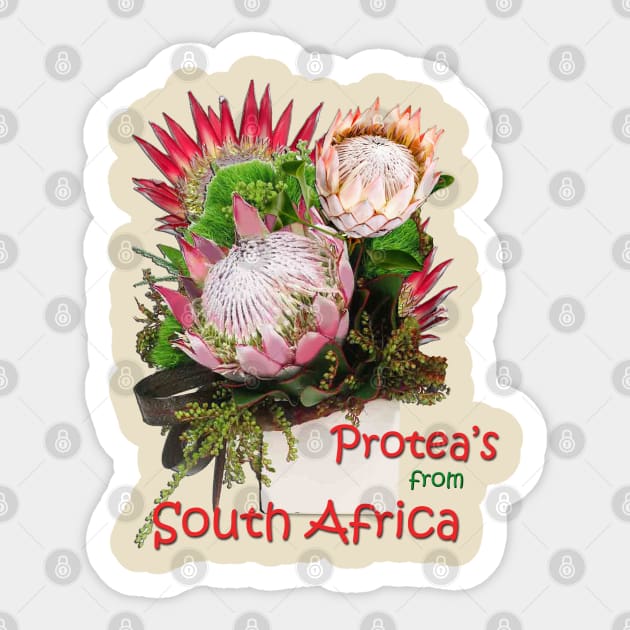 King Protea Sticker by Just Kidding by Nadine May